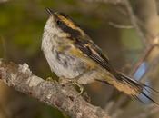 Rayadito (Thorn-tailed Rayadito) Aphrastura spinicauda