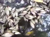 Denuncian ecocidio Huasteca Potosina; mueren miles peces