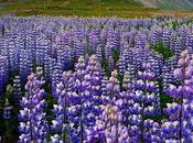 Úlfabaunir, planta lupina controversía