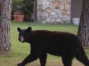 VIDEO: curioso desafía patrullero Florida central