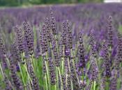 Descubre Lavandín como planta curativa