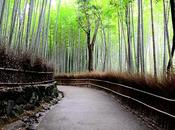 Bambú, Yoga Zen. Internacional 2017