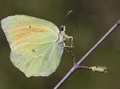 Gonepteryx cleopatra