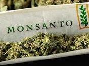 Monsanto Bayer, ¿Quieren Hacerse Industria Cannabis?