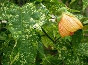 Abutilon