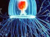 Descubren medusa biológicamente inmortal
