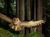 ‘Wild: Michael Nichols’, mayor exposición sobre fotógrafos estrella National Geographic