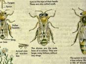 Posters: Clasificación, labores anatomía abejas ingles Classification, work anatomy bees english.