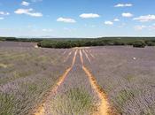 ¡Huele lavanda! Asombrosos Campos Lavanda Brihuega