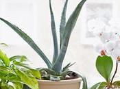 mejores plantas para calidad aire interior