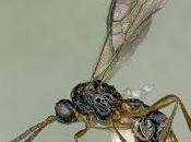 Nueva avispa cuevas Crimea