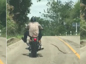 Serpiente ataca motociclista plena carretera