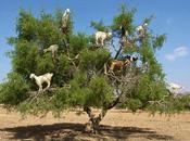 Estas cabras suben árboles, ¿adivina para qué?