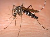 Google liberará millones mosquitos California