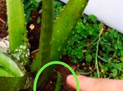 Conoce razón importante casa tienes tener planta Aloe Vera