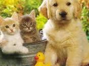 significado soñar mascota.