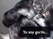 gorila Koko hace llamado humanidad