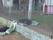 Perrita hogareña compartió manta frío perro callejero