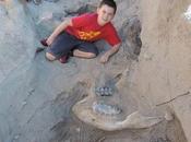 niño encontró fósil Stegomastodon millones años edad