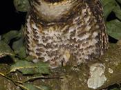 Lechuza Listada (Rusty-barred Owl) Strix hylophila (Temminck, 1825)