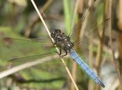 Parecidos pero diferentes
