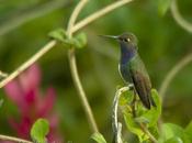 Diamante Pecho Zafiro (Sapphire-spangled Emerald) Amazilia lactea (Lesson, 1829)