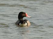 Pato Picazo (Rosy-billed Pochard) Netta peposaca (Vieillot, 1816)