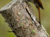 Chinchero chico (Narrow-billed Woodcreeper) Lepidocolaptes angustirostris