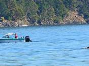 Vimos orcas Victoria!