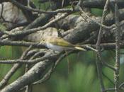 Mosquitero papialbo paso