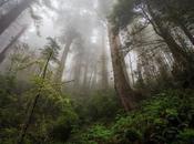 Realizan petición para prevenir tala Bosque Niebla Xilitla