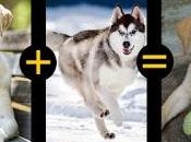 Cruzar Perros Éxito