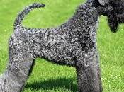 Razas Perros... Kerry Blue Terrier