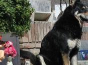 perro leal Argentina estado esperando tumba dueño durante años