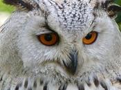 mirada pájaros