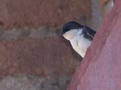 Golondrina barranquera (Blue white swallow) Pygochelidon cyanoleuca