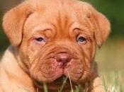 Dogo Burdeos
