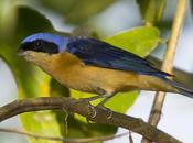 Saira antifaz (Fawn-breasted Tanager) Pipraeidea melanonota