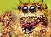 Interpretaciones considerar soñar tarántula.