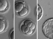 eugenesia. oportunidad vida: Corregir fallos genéticos embriones…