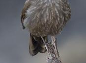 Remolinera araucana (Dark-bellied Cinclodes) Cinclodes patagonicus