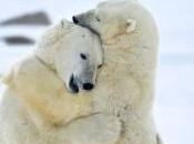 Realmente Blancos Osos Polares?