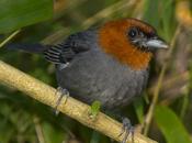 Pioró (Chestnut-headed Tanager) Thlypopsis pyrrhocoma