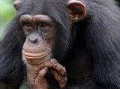 significado soñar chimpancés.