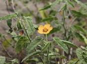 (Pseudoabutilon virgatum)