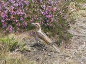 Torcecuellos migración