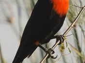 Federal (Scarlet-headed Blackbird) Amblyramphus holosericeus