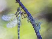 libélula: Aeshna cyanea dragonfly: southern hawker)