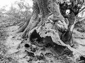 Hallando múltiples parecidos este viejo tronco