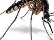 mosquito